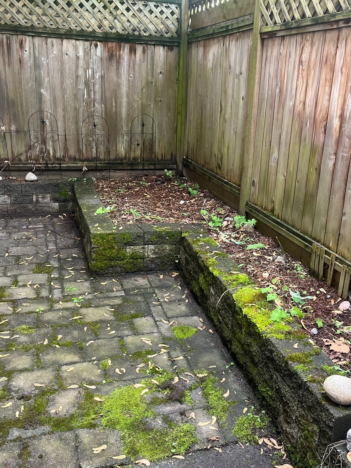 Backyard patio before: moss on the pavers and wall, bare bed